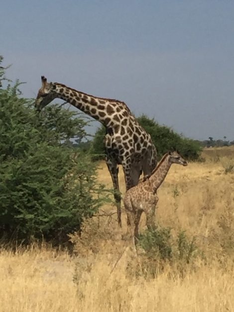 Sanctuary's Chief Camp Moremi Game Reserve Okavango Delta Botswana Africa Safari Lodge