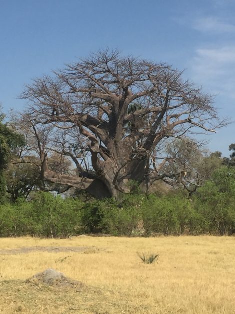 Sanctuary's Chief Camp Moremi Game Reserve Okavango Delta Botswana Africa Safari Lodge