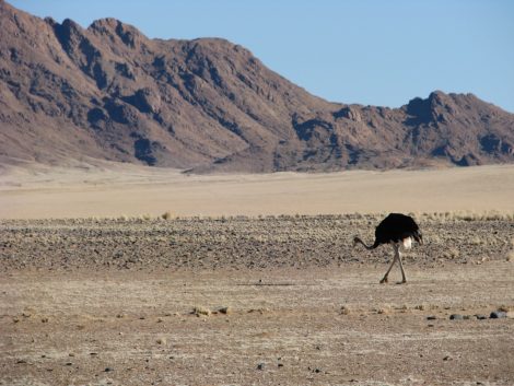 Namibia Africa Southern Africa Sossusvlei Namib Naukluft National Park