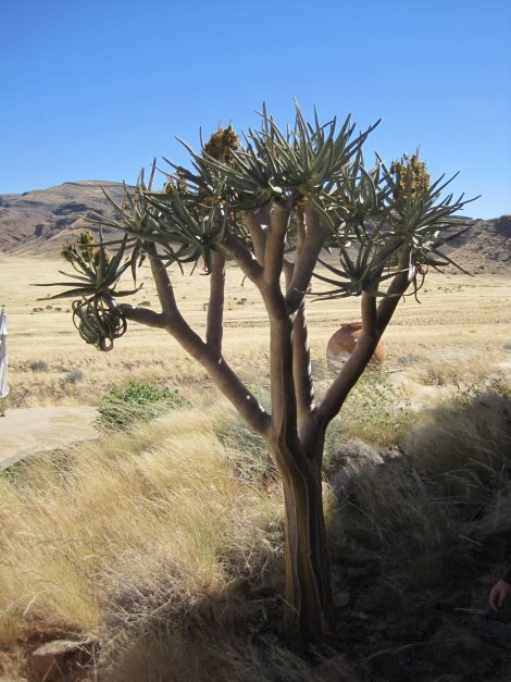 Namibia Africa Southern Africa Sossusvlei Namib Naukluft National Park