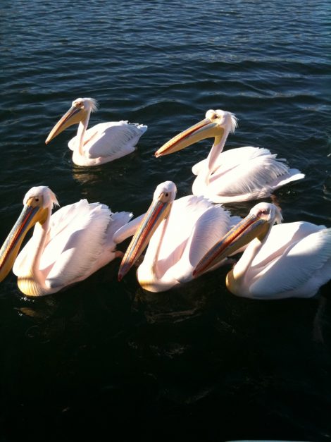 Swakopmund Namibia Africa Southern Africa Sossusvlei Namib Naukluft National Park