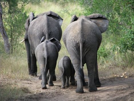 Kruger Park África do Sul Safari