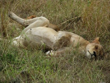 Kruger Park África do Sul Safari