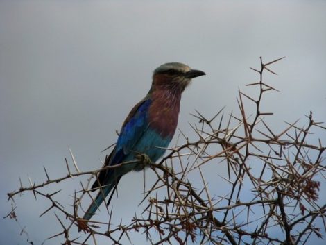 Kruger Park África do Sul Safari