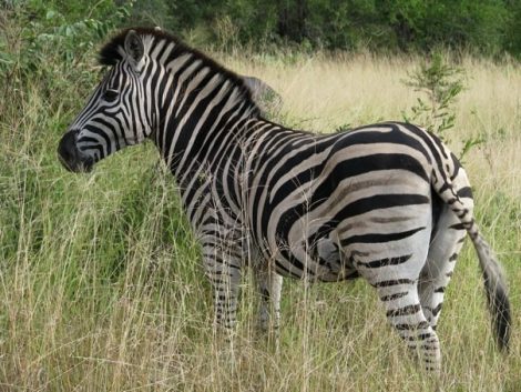 Kruger Park África do Sul Safari