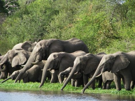 Kruger Park África do Sul Safari