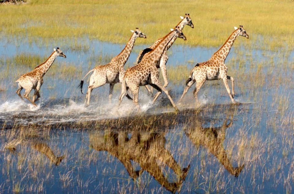 Okavango Delta Botswana