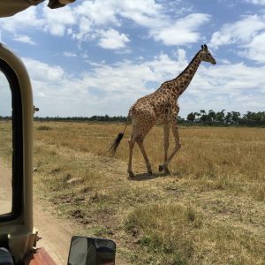 Africa Safari Kenya Maasai Mara Sanctuary Olonana