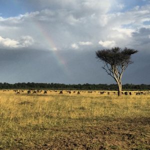 Africa Safari Kenya Maasai Mara Sanctuary Olonana