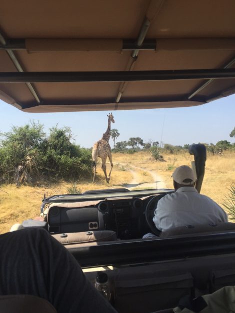 Africa Safari Botswana Moremi Game Reserve Sanctuary Chie's Camp