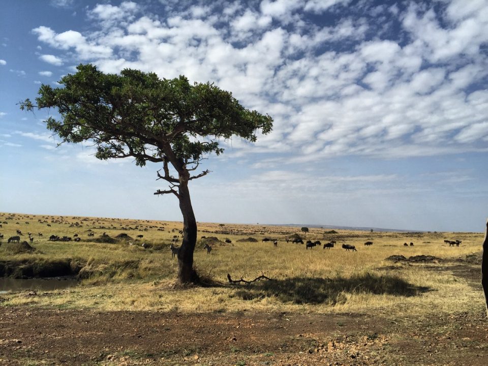 Africa Safari Kenya Maasai Mara Zebra