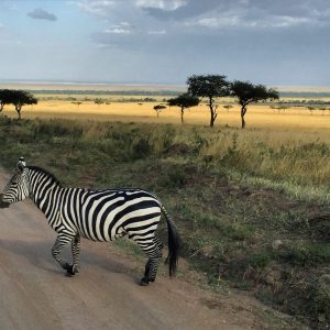 Africa Safari Kenya Maasai Mara Zebra